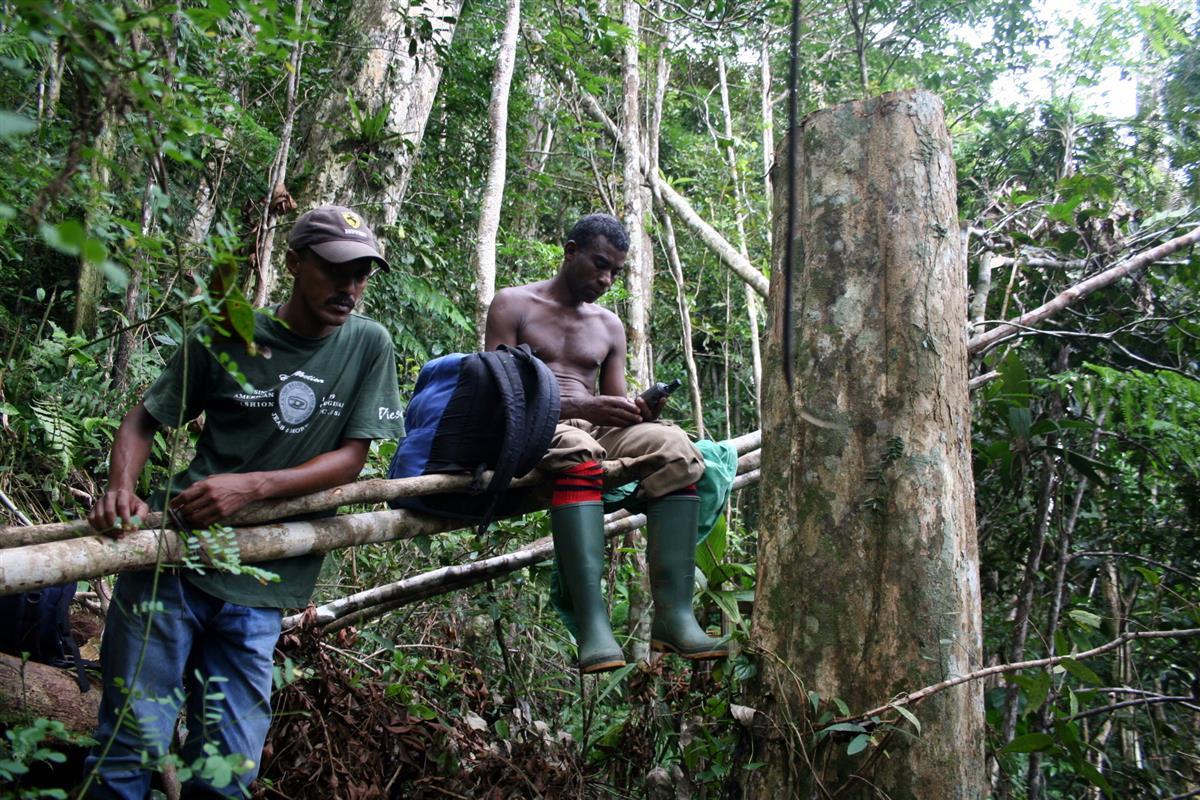 Illegal logging of rosewood, RNI Betampona, Madagascar