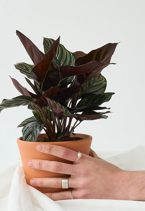 Calathea