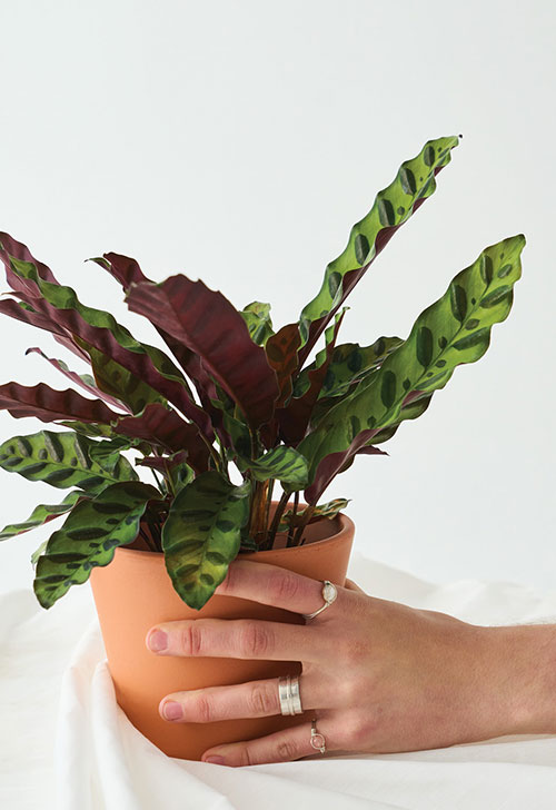 Calathea