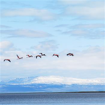 Flamingo