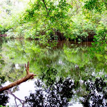 Gabon Pongara