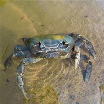 Crab