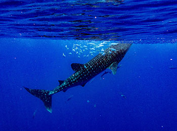 Snorkeling with whalesharks