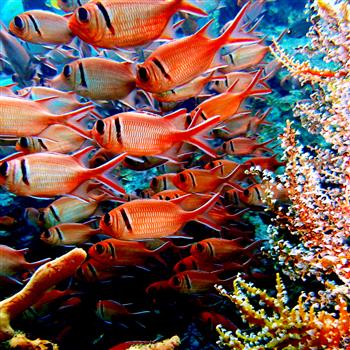 Soldierfish