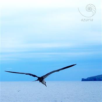 Sooty tern