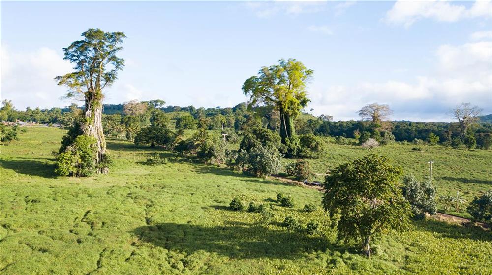 Banyan Tree