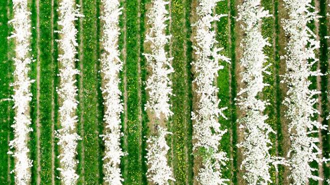 Blossoms in Limburg - Agriculture