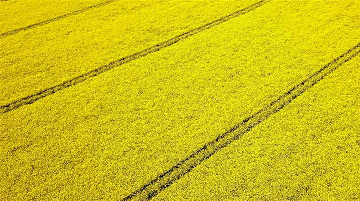 Rapeseed - Agriculture